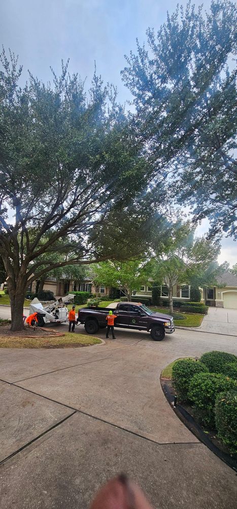 All Photos for Servin's Tree Care  in Houston, TX