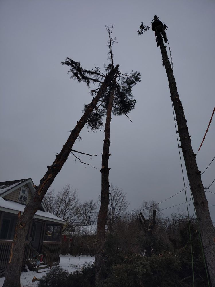 All Photos for Dan's Tree Service LLC in Bemidji, MN