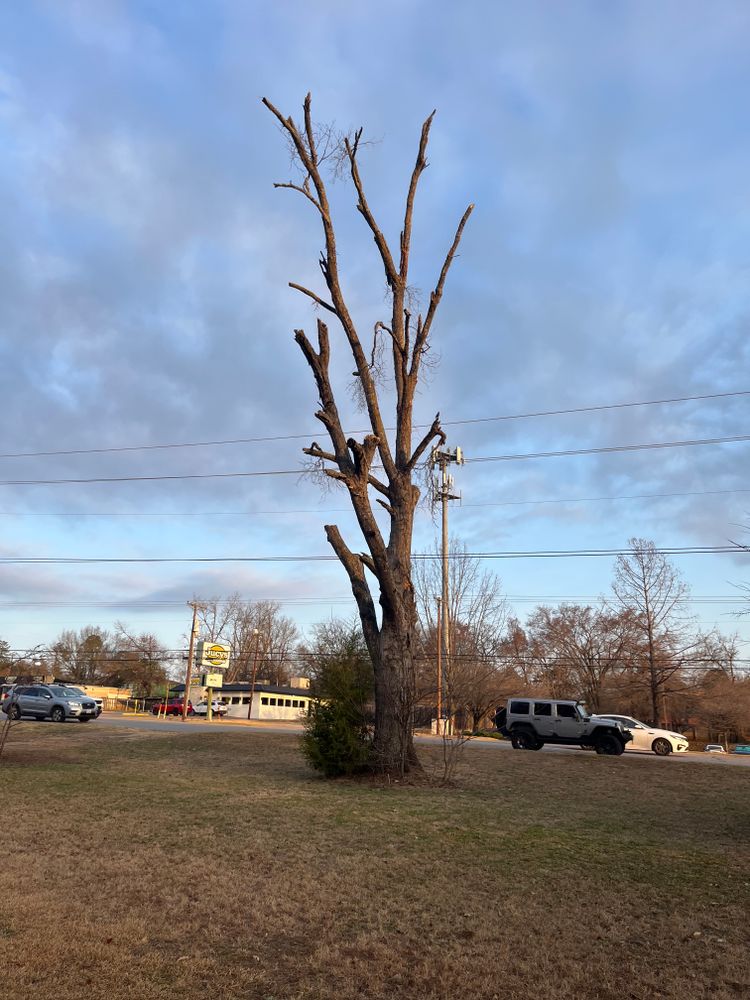 All Photos for JC Land and Tree Service in Kilgore, TX