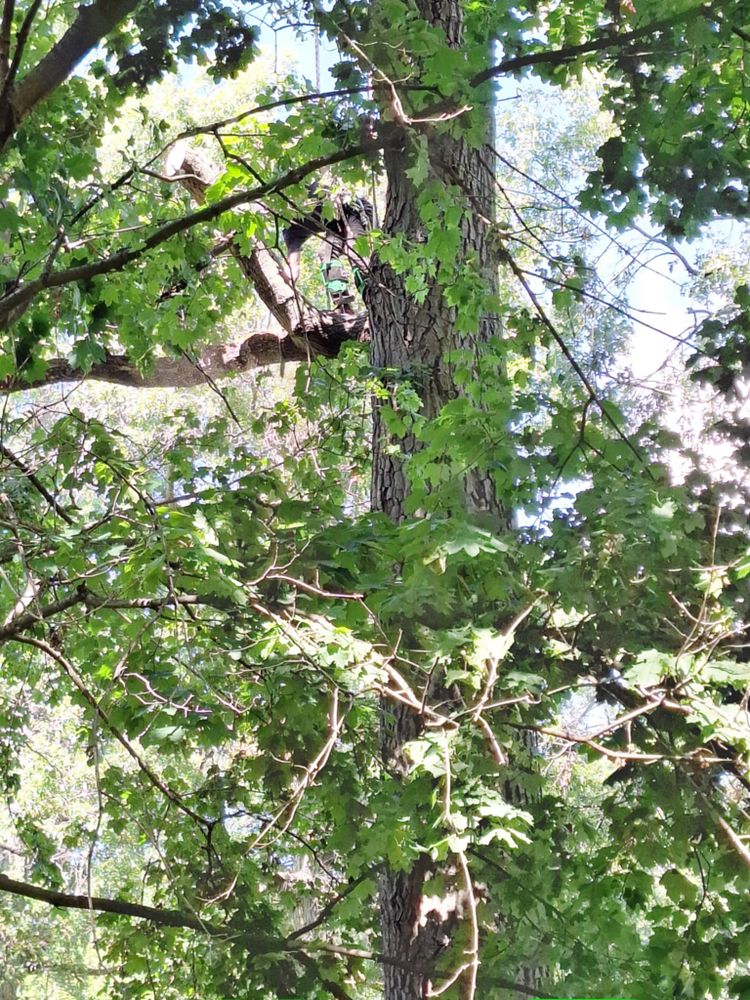 All Photos for Highborn Tree Service in Wheatfield, IN