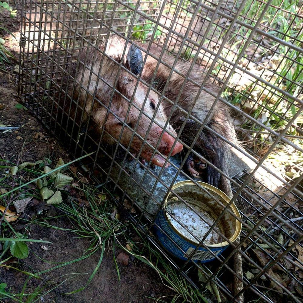 Wildlife Control for Toppers Wildlife Removal in Garland, TX
