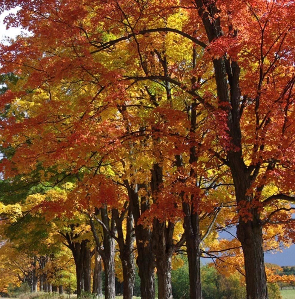 All Photos for Family Tree & Landscape in Aurora, CO