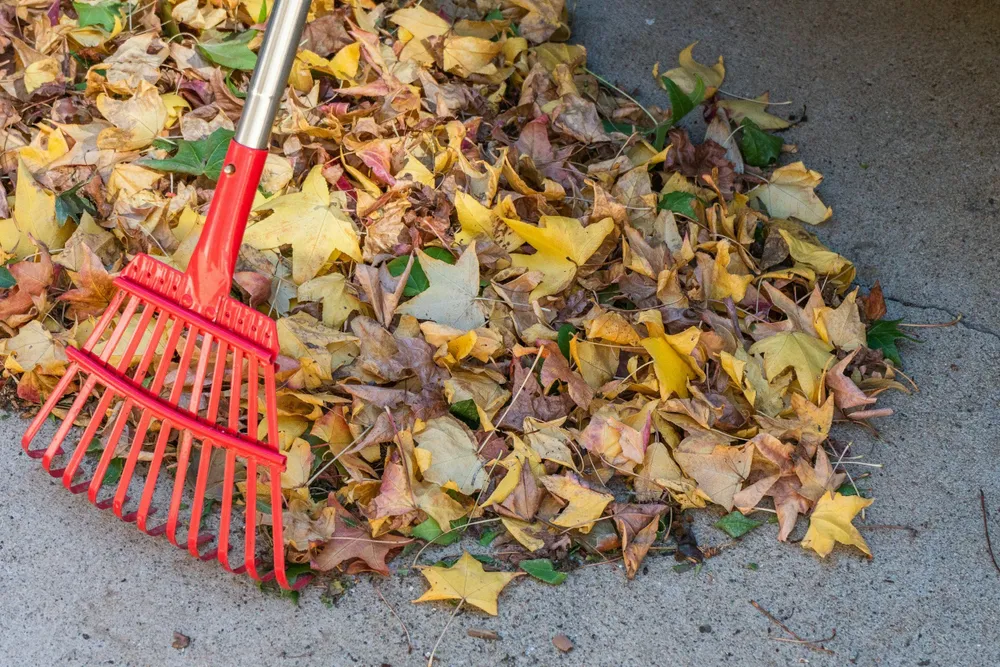 Our Fall Clean Up service ensures your lawn is prepped for winter, including leaf removal, branch clearing, and debris management. Enjoy a tidy garden with expert care for a healthy spring start. for Vasel's Landscaping Services in Medina, OH