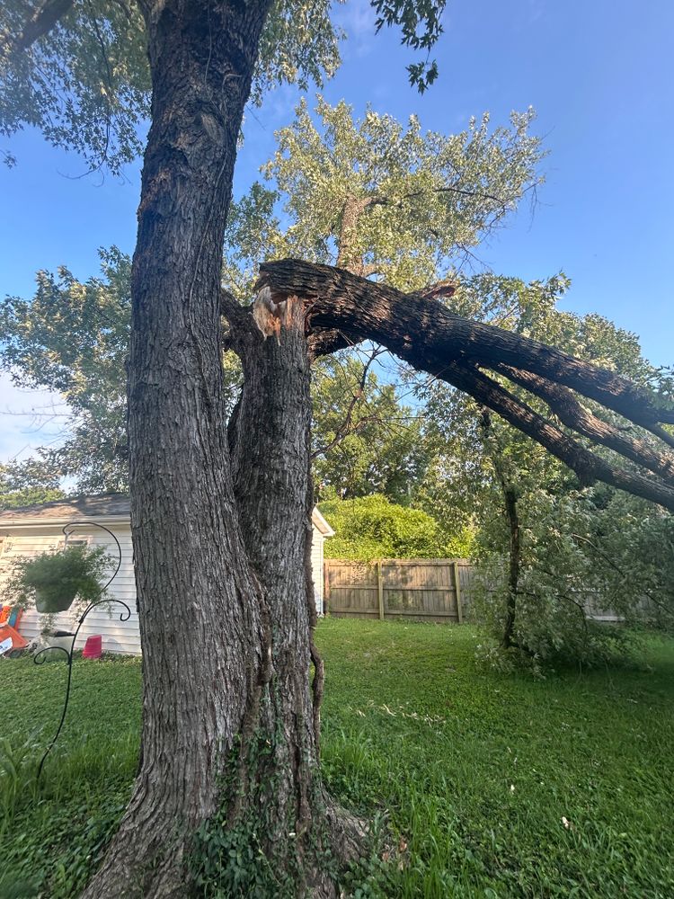 All Photos for Stinger Tree Service in Belleville, IL