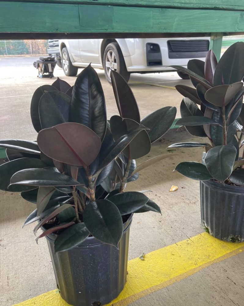 All Photos for S&R Landscaping and Nursery in Charlotte, NC