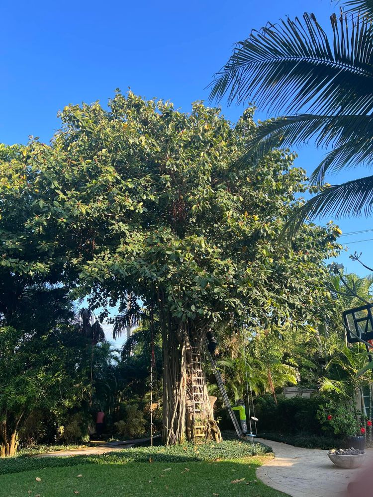 All Photos for Rey Landscaping & Lawn service LLC in West Palm Beach,  FL