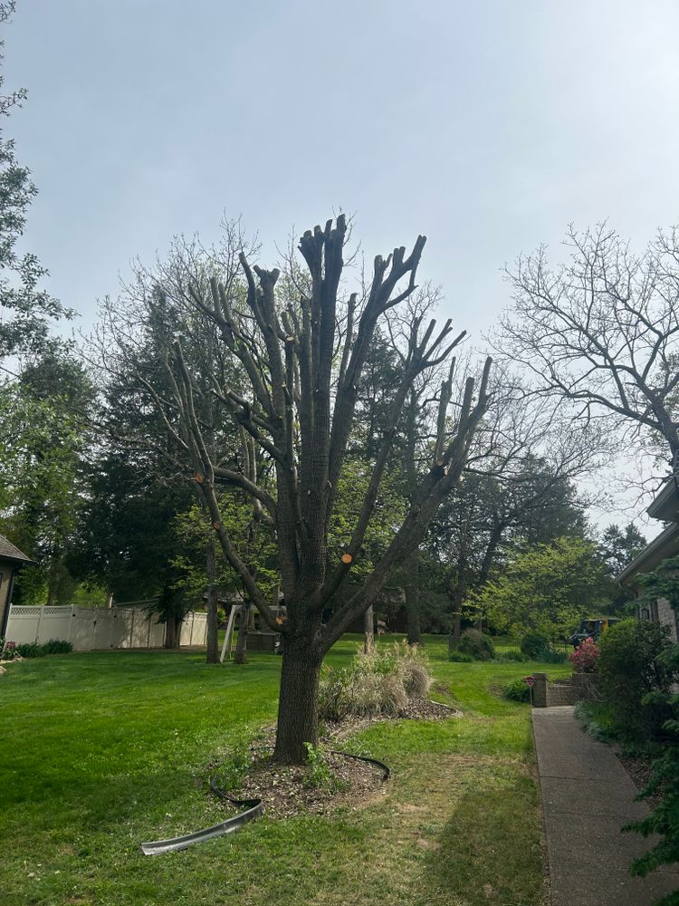 All Photos for Optimum Tree Service And Landscaping in Bowling Green, KY