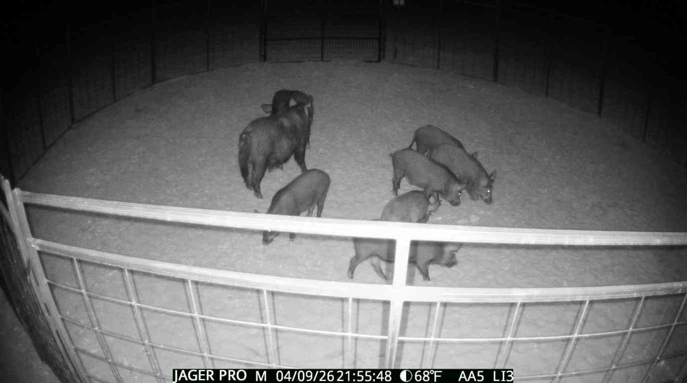 All Photos for Havoc Hog Control in Molino, FL