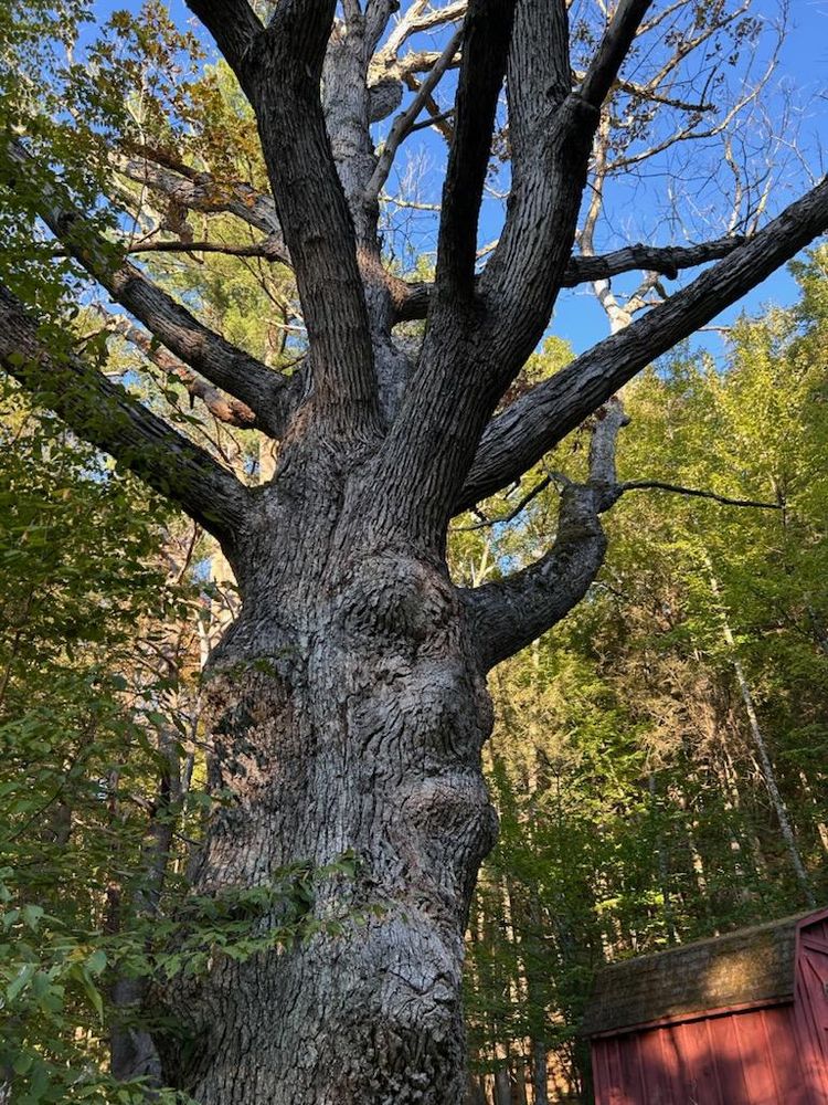 All Photos for Sterlings Tree Removal in Cobleskill, New York