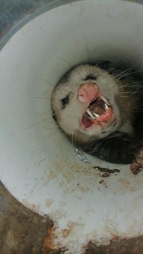 All Photos for Topper's Wildlife Removal in Garland, TX