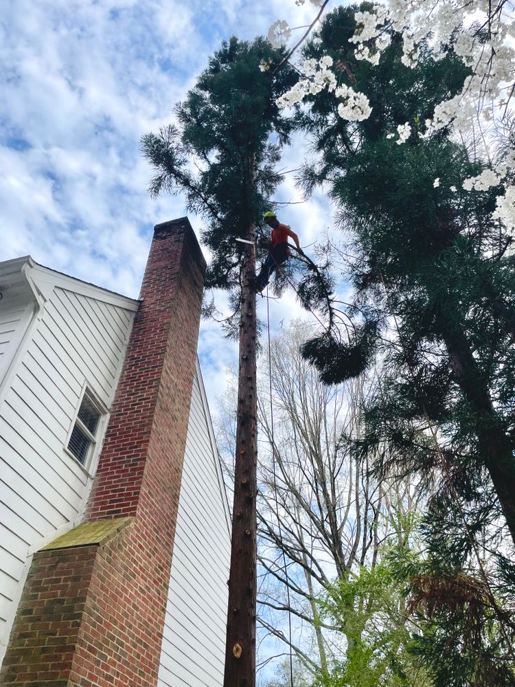 All Photos for Ace Tree Service  in Fuquay-Varina, NC