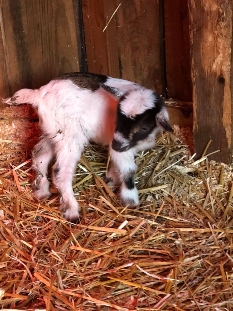 All Photos for Sam's Goatscapers of Boston in Boston, MA