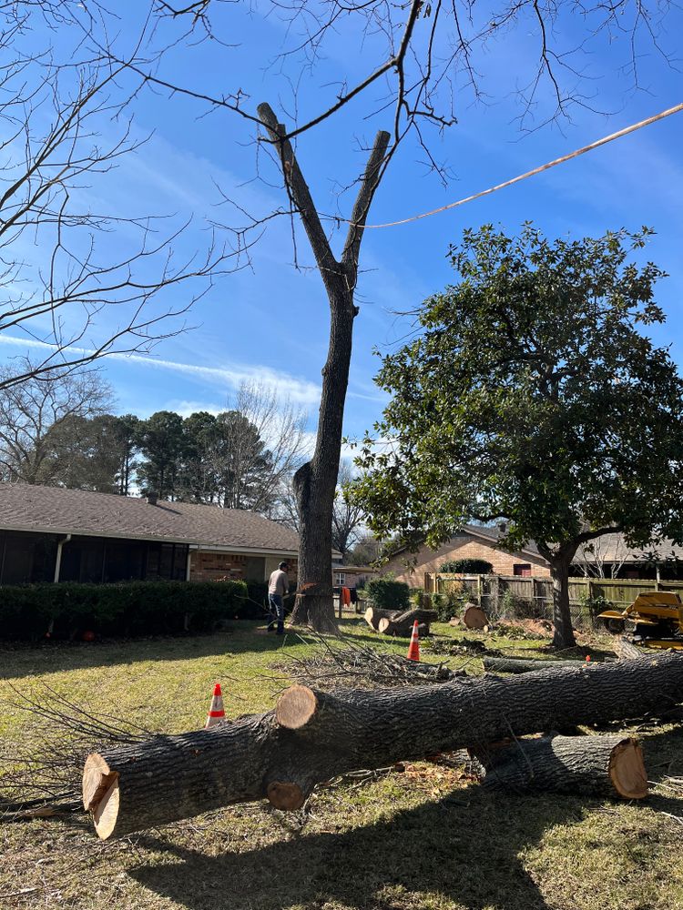 All Photos for JC Land and Tree Service in Kilgore, TX