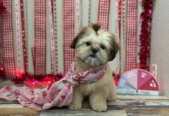 All Photos for Tails By The Lake Grooming in Branson West, MO