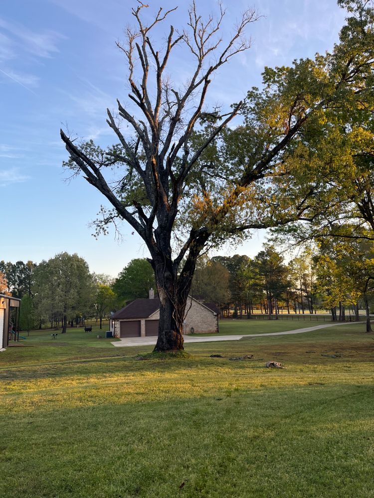 All Photos for JC Land and Tree Service in Kilgore, TX