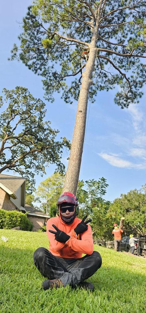 All Photos for Servin's Tree Care  in Houston, TX