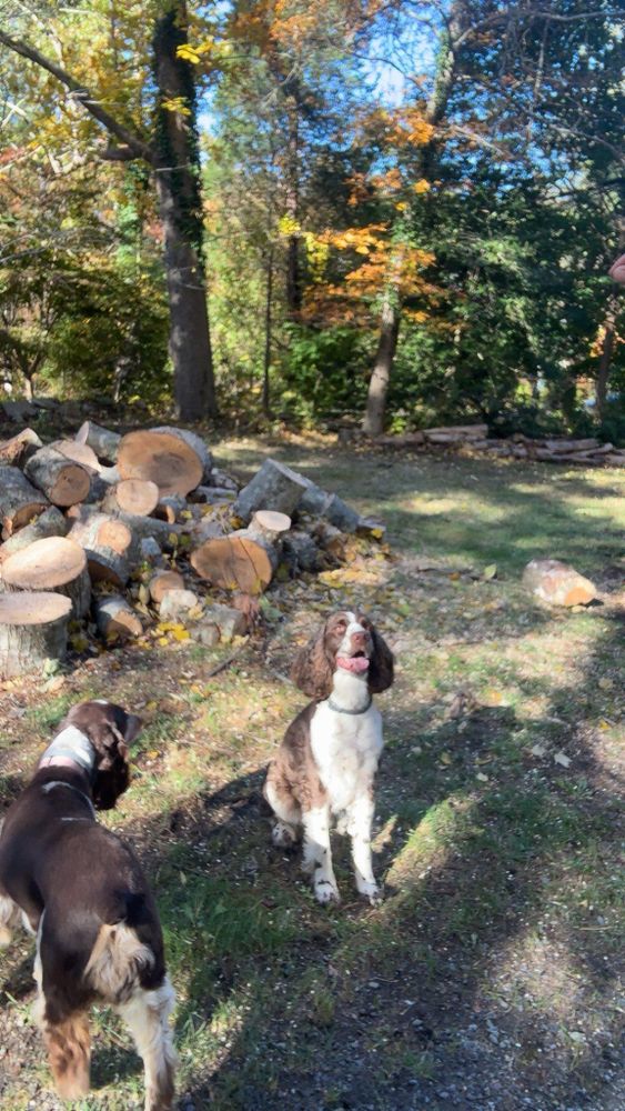 All Photos for Dwights Tree Service LLC in Middleborough, MA