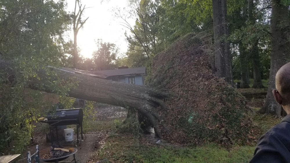 Tree Removal for Action Tree & Debris Removal in Jackson,  MS