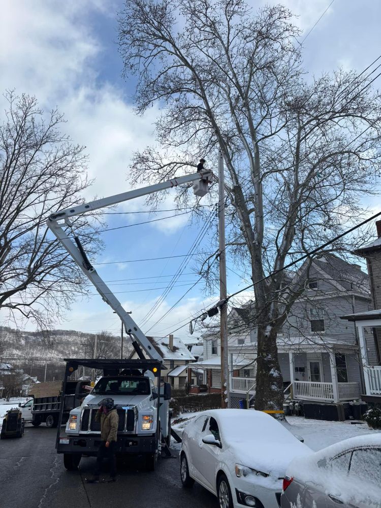 All Photos for JJ Tree Service in Gibsonia, PA