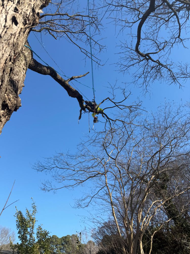 All Photos for Tidewater Tree Service in Chesapeake, VA