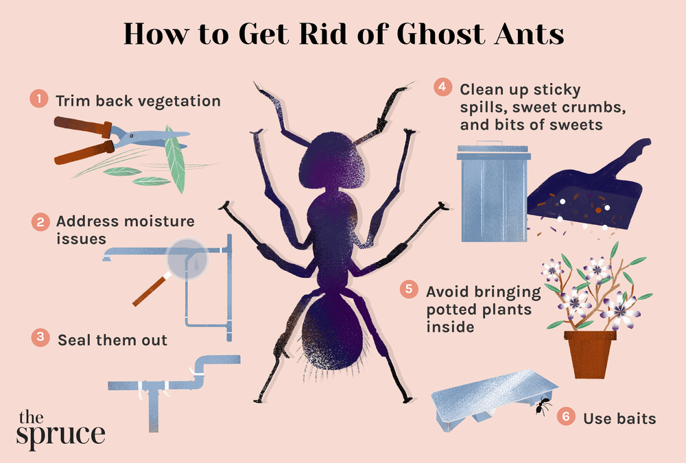 Ants for Platinum Pest Control in Spring Hill, FL