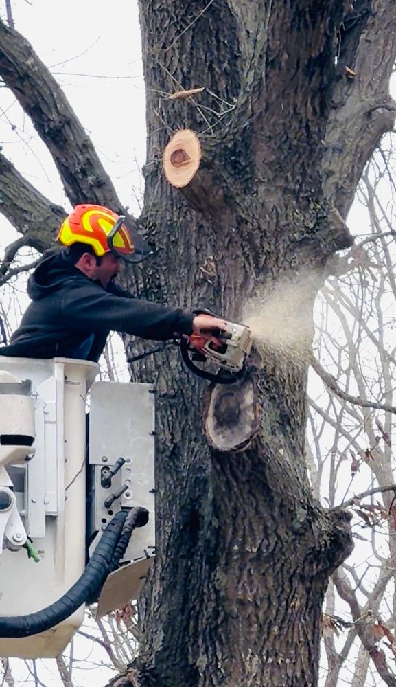 All Photos for Lamb Brothers Clearing in Murray, KY