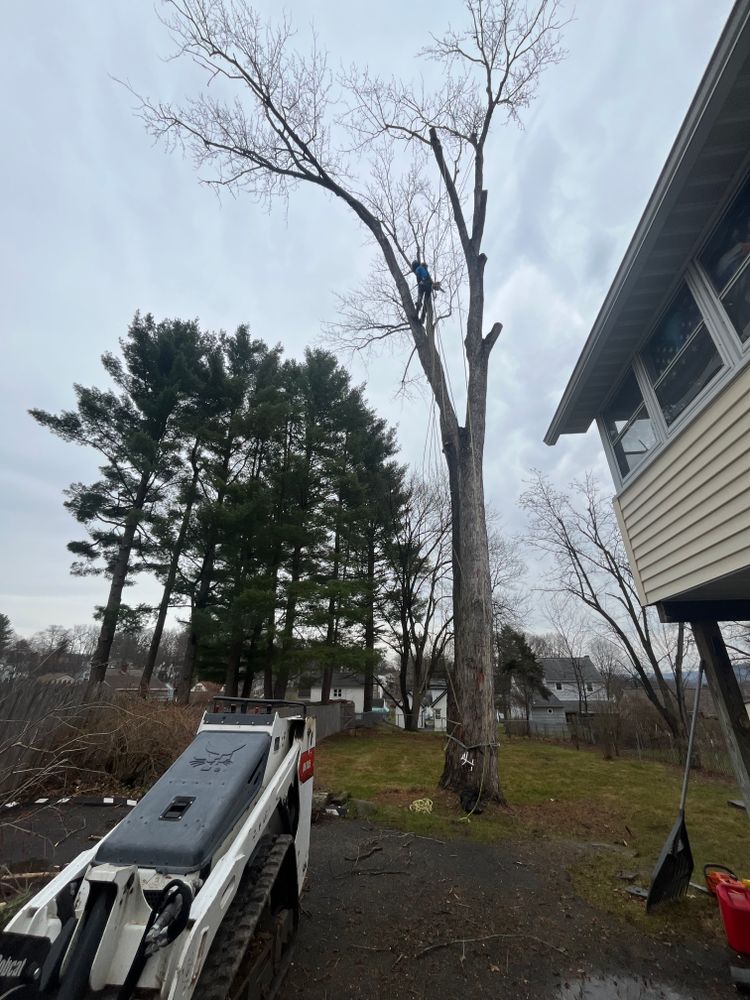 Tree Removal for Licensed to Cut Tree Service in Athens, PA