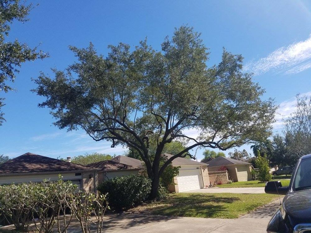 Tree Removal for Servin's Tree Care  in Houston, TX