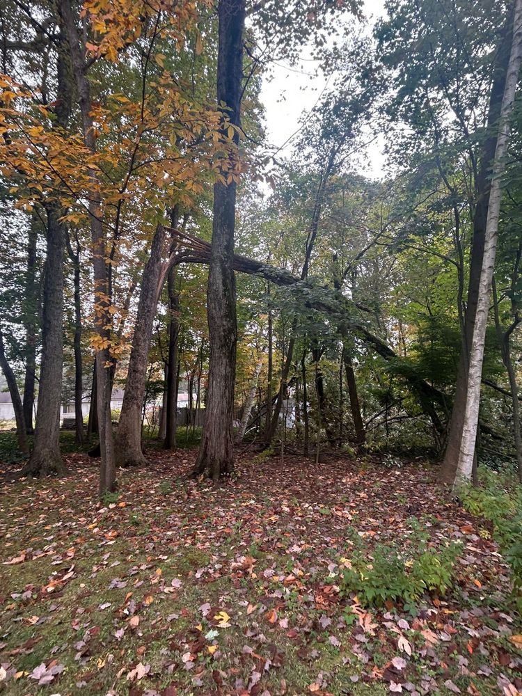 All Photos for DC TREE in Vernon, CT