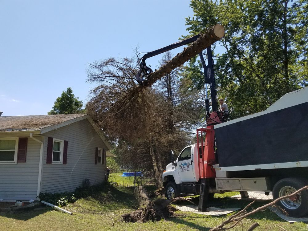 All Photos for O&O Tree Service in Rockford, IL