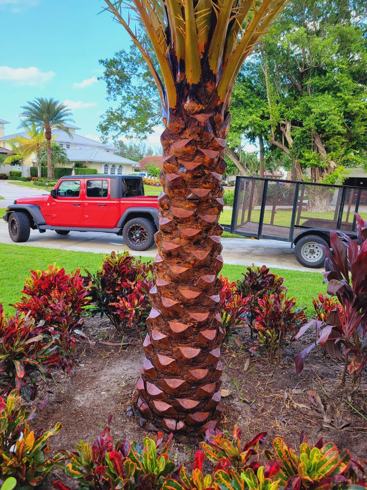 All Photos for L & J Palm Tree & Lawn Care Services in Jupiter, FL