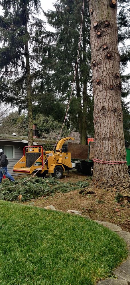 Tree Removal for A&J WA Tree Services in Kent, WA