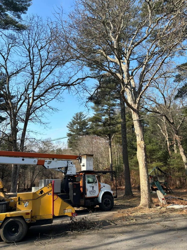 All Photos for Dwights Tree Service LLC in Middleborough, MA
