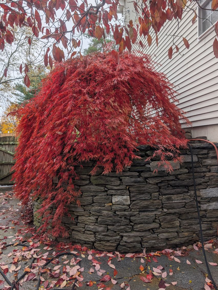 All Photos for Evolution Earthscapes, LLC in Ludlow, MA