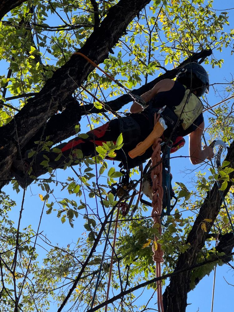 All Photos for Elevated Tree Care in Gillette, WY