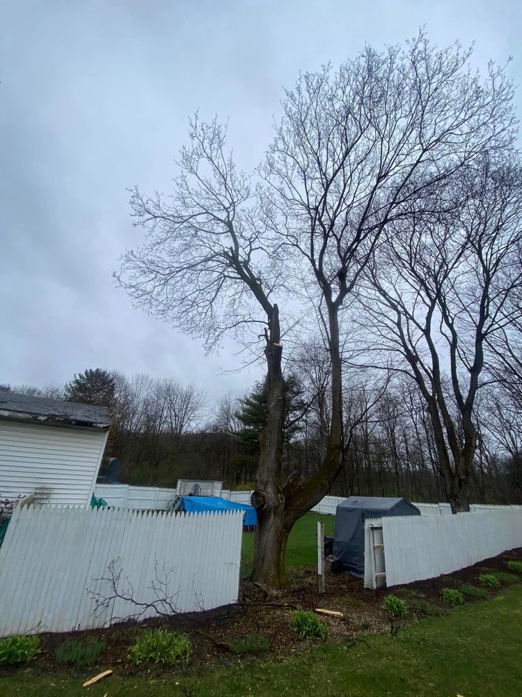 Our Storm Cleanup service offers expert storm damage repair, quickly addressing fallen trees and debris to restore your property's safety and aesthetic appeal while minimizing further risks from tree-related damages. for Licensed to Cut in Athens, PA