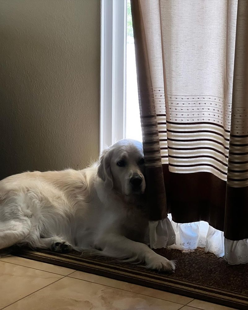 dumbo for Dumbo's Doggy Doors in City of Sammamish, WA