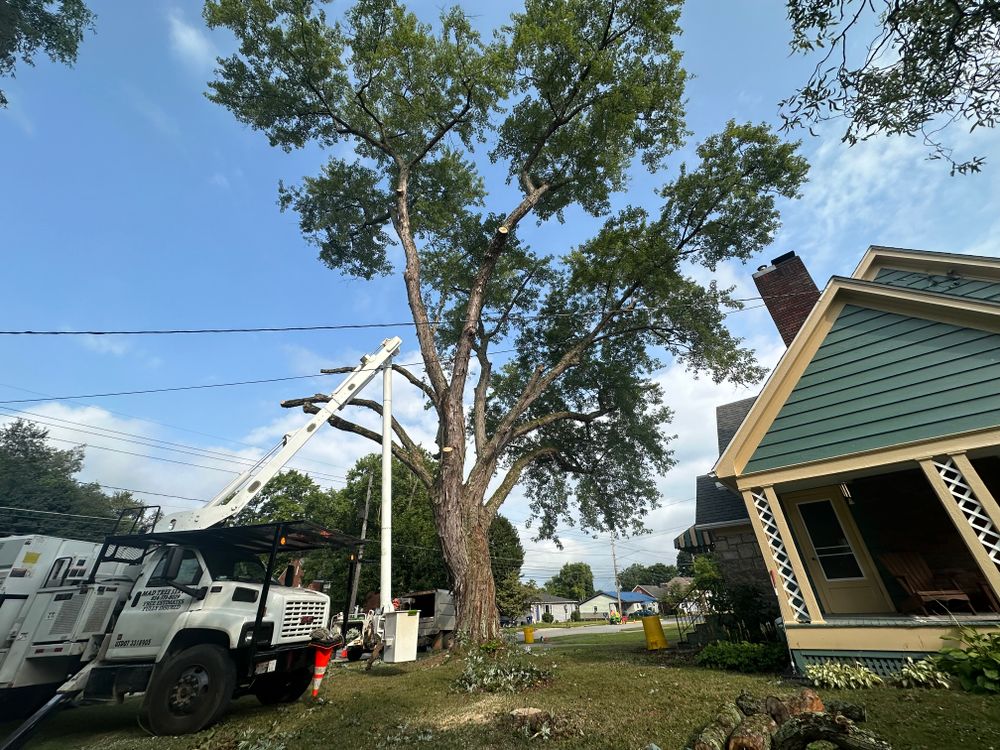 All Photos for Mad Tree Service in Cochranton, PA