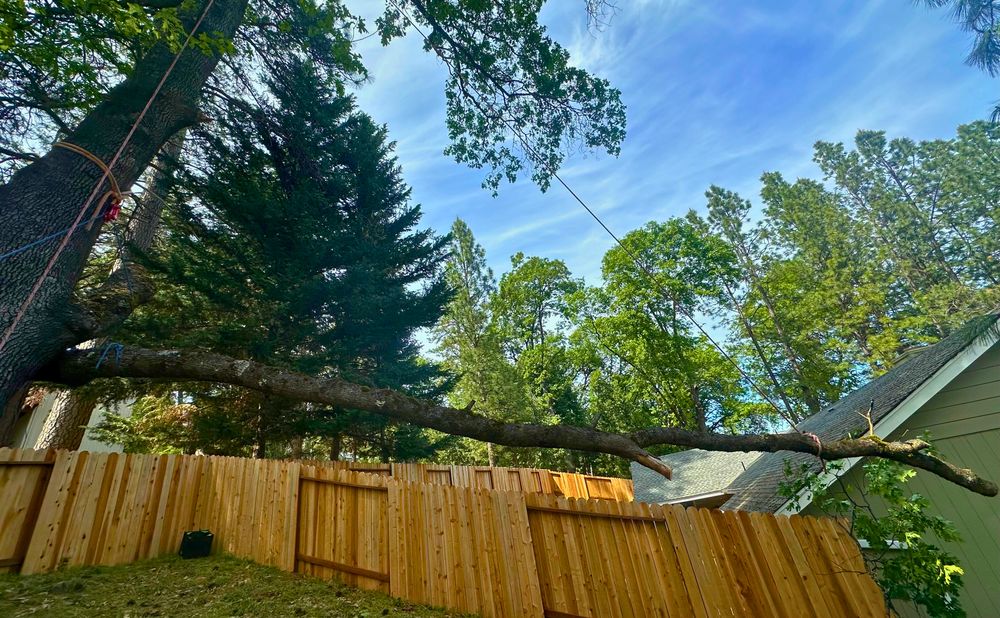 All Photos for Tyco Forest Management in Placerville, CA