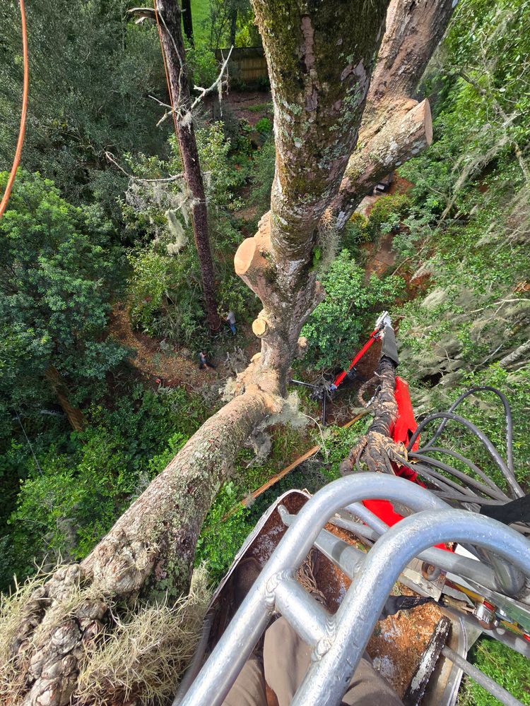 All Photos for Near Me Tree Service, Inc. in DeLand, FL