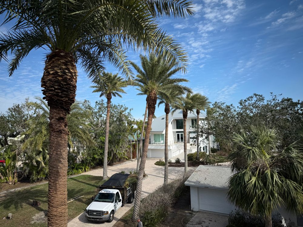 All Photos for MX Trees LLC in Englewood, FL