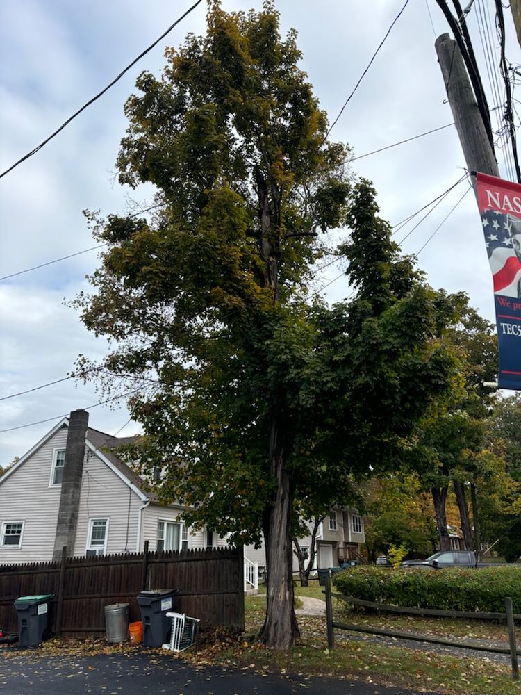 All Photos for T's Trees in Albany, NY