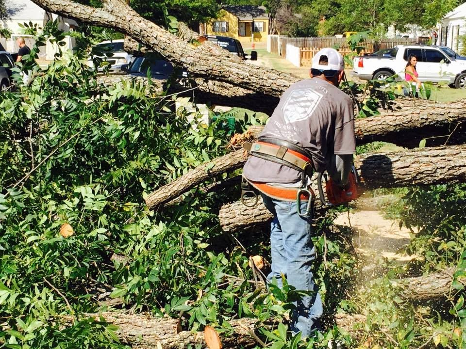Our professional Tree Removal service safely removes hazardous, dead, or unwanted trees from your property using expert equipment and careful techniques, protecting your home, landscape, and family while ensuring efficient cleanup. for Classic cut tree trimming and removal in Arlington, TX
