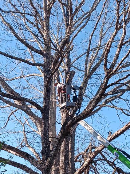 All Photos for Backwoods Tree Experts in Hickory, NC