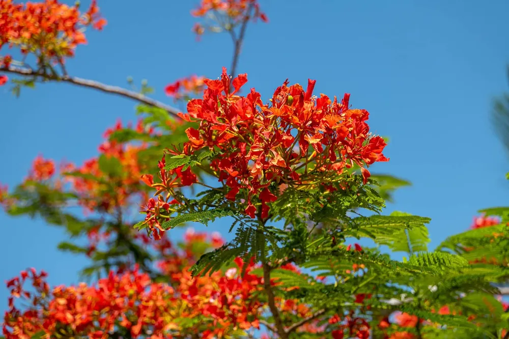 Landscape for Arazoza Brothers Corporation in Miami, FL