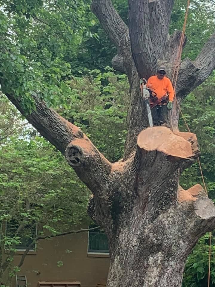 Tree Removal for Jason's Tree Service in Marlton, NJ