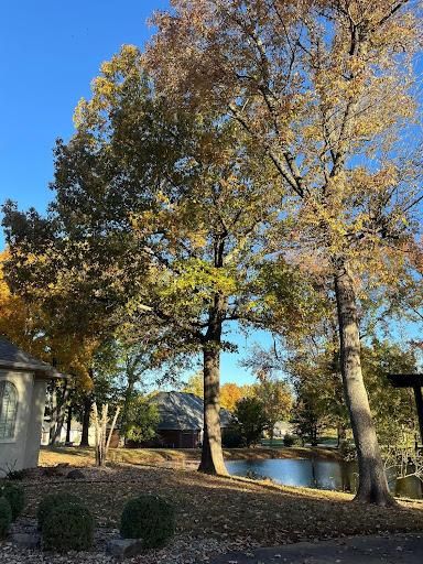 All Photos for Curtis Tree Service LLC in Hopkins County, KY