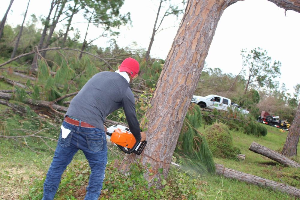 Tree Removal for American Tree Masters in Alvin, TX