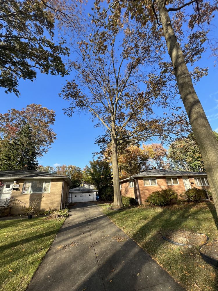 Tree Removal for Down To Earth Tree Service, LLC in Olmsted Falls, OH