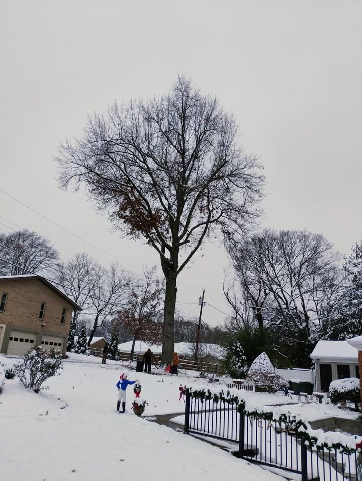 All Photos for Kingdom Tree Trimming and Removal LLC in Covington, KY